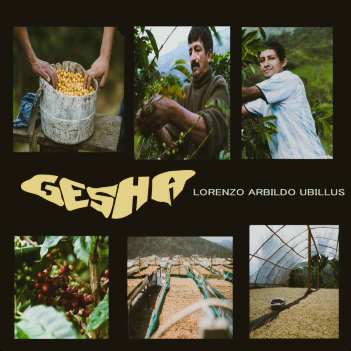 Peru - Gesha - Lorenzo Arbildo Ubillus
