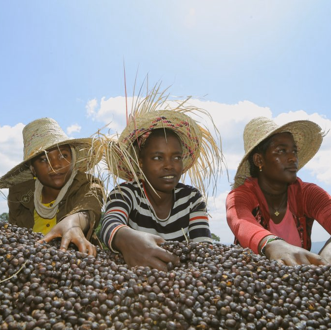 Ethiopia - Anaerobic Natural - Banko Chelchele